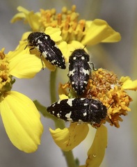 Acmaeodera vernalis
