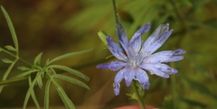 Cichorium intybus intybus