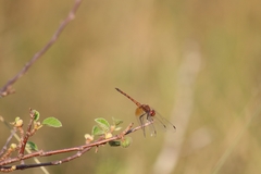 Trithemis werneri