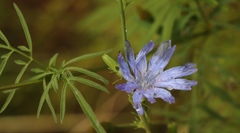Cichorium intybus intybus