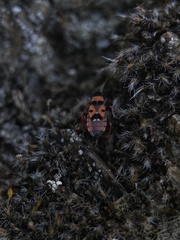 Horvathiolus guttatus