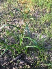 Rhynchospora corniculata