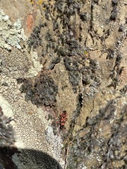 Horvathiolus guttatus