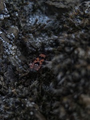 Horvathiolus guttatus