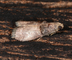 Acrobasis stigmella
