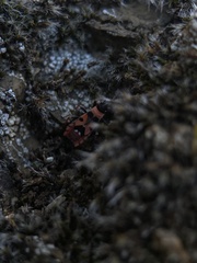 Horvathiolus guttatus