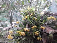 Acianthera sonderiana