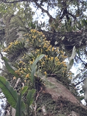 Acianthera sonderiana