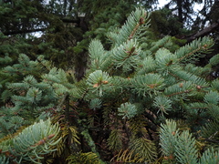 Picea asperata