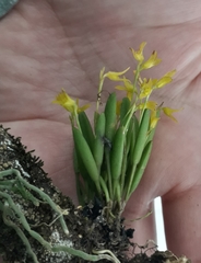 Acianthera sonderiana