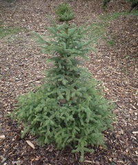 Picea asperata