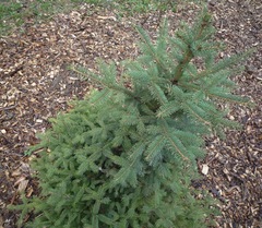 Picea asperata