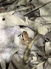 Limnonectes plicatellus