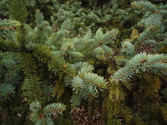 Picea asperata