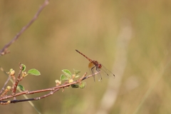 Trithemis werneri