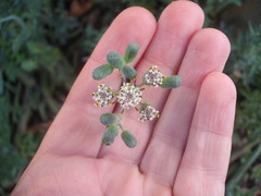 Baculellum articulatum