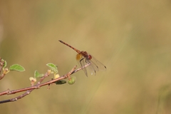 Trithemis werneri