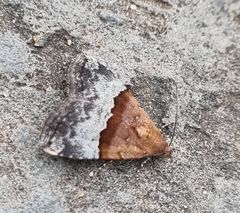 Pseudozarba bipartita