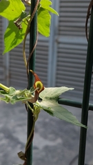Aristolochia pentandra