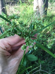 Cyperus virens