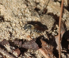 Colletes inaequalis