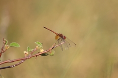 Trithemis werneri
