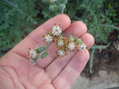 Baculellum articulatum