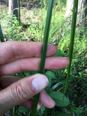 Cyperus virens