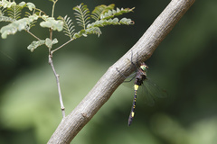 Phyllomacromia contumax