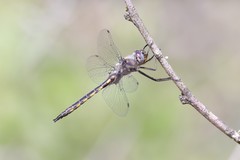 Epitheca petechialis