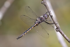 Epitheca petechialis