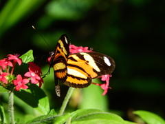 Heliconius ethilla