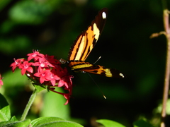 Heliconius ethilla