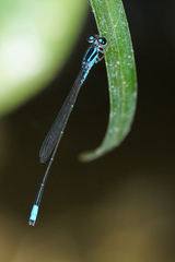 Acanthagrion trilobatum