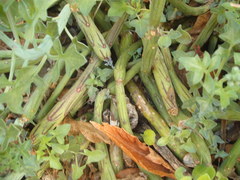 Baculellum articulatum