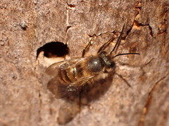 Osmia cornifrons