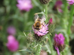 Eucera