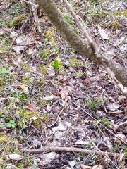 Symplocarpus foetidus