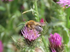 Eucera