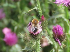 Eucera