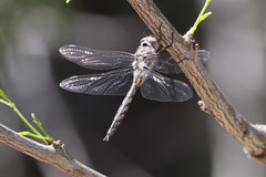 Epitheca petechialis