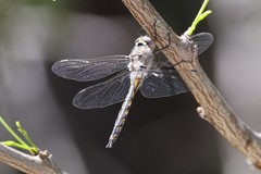 Epitheca petechialis