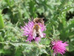 Eucera