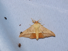 Gonogramma lemoulti