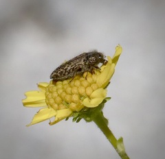 Acmaeodera labyrinthica