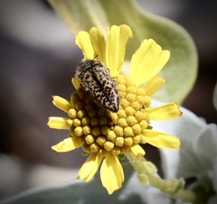 Acmaeodera labyrinthica
