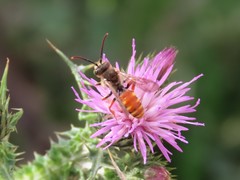 Nomada