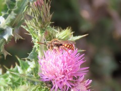 Nomada