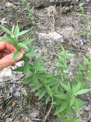 Amsonia tabernaemontana