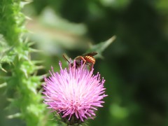 Nomada